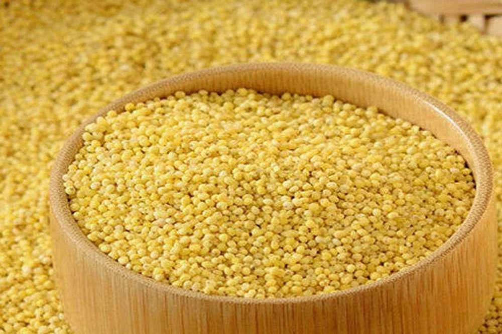 Foxtail_millet-1